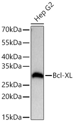 BCL-XL Antibody in Western Blot (WB)