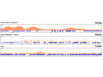 H4K5ac Antibody in ChIP-Sequencing (ChIP-seq)