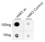 H4K5ac Antibody in Dot Blot (DB)