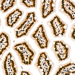 H4K5ac Antibody in Immunohistochemistry (Paraffin) (IHC (P))