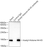 H4K5ac Antibody in Immunoprecipitation (IP)