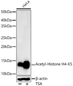 H4K5ac Antibody in Western Blot (WB)