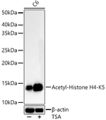 H4K5ac Antibody in Western Blot (WB)