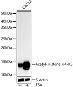 H4K5ac Antibody in Western Blot (WB)