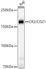 CD21 Antibody in Western Blot (WB)