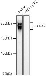 CD45 Antibody in Western Blot (WB)