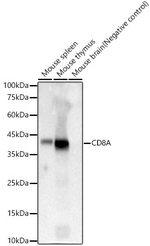 CD8 Antibody in Western Blot (WB)