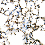 H3K18ac Antibody in Immunohistochemistry (Paraffin) (IHC (P))