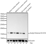 H3K18ac Antibody in Western Blot (WB)