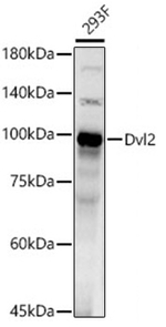 DVL2 Antibody in Western Blot (WB)