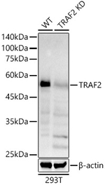 TRAF2 Antibody in Western Blot (WB)