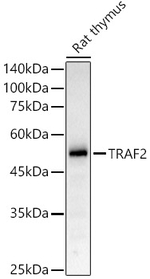 TRAF2 Antibody in Western Blot (WB)