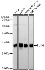 BCL-XL Antibody in Western Blot (WB)