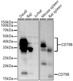 CD79b Antibody in Western Blot (WB)