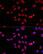 H3K27me3 Recombinant Rabbit Monoclonal Antibody (9K0S6)