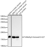 H3K27me3 Antibody in Western Blot (WB)