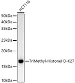 H3K27me3 Antibody in Western Blot (WB)