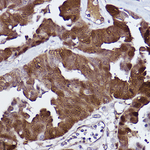 PGP9.5 Antibody in Immunohistochemistry (Paraffin) (IHC (P))