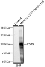 CD19 Antibody in Western Blot (WB)