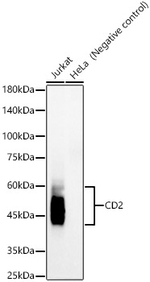 CD2 Recombinant Rabbit Monoclonal Antibody (6E2A4)