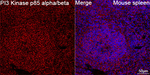 PI3 Kinase p85 alpha/beta Recombinant Rabbit Monoclonal Antibody (5P8A8)