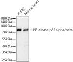 PI3 Kinase p85 alpha/beta Antibody in Western Blot (WB)