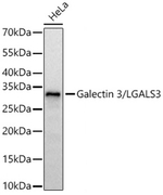 Galectin 3 Antibody in Western Blot (WB)