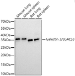 Galectin 3 Antibody in Western Blot (WB)