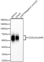 Ly-108 Antibody in Western Blot (WB)