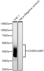 LAIR1 Recombinant Rabbit Monoclonal Antibody (5N2V4)