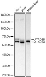 ATAD3A/B Antibody in Western Blot (WB)