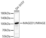 MAGED1 Recombinant Rabbit Monoclonal Antibody (4L2P8)