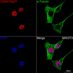 p21 Recombinant Rabbit Monoclonal Antibody (4F3R2)