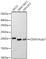 p21 Antibody in Western Blot (WB)