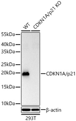 p21 Antibody in Western Blot (WB)