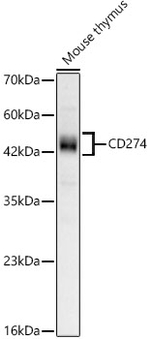 PD-L1 Antibody in Western Blot (WB)