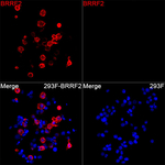 Epstein Barr Virus BRRF2 Recombinant Rabbit Monoclonal Antibody (4A7F8)