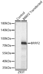 Epstein Barr Virus BRRF2 Antibody in Western Blot (WB)