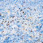 T-bet Antibody in Immunohistochemistry (Paraffin) (IHC (P))