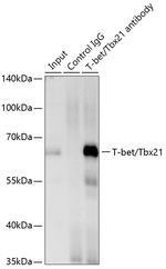 T-bet Antibody in Immunoprecipitation (IP)