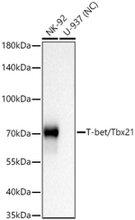 T-bet Antibody in Western Blot (WB)
