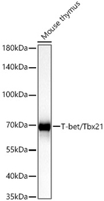 T-bet Antibody in Western Blot (WB)