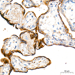 RAB5A Antibody in Immunohistochemistry (Paraffin) (IHC (P))
