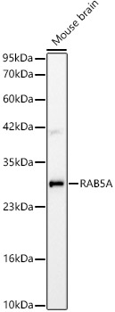 RAB5A Antibody in Western Blot (WB)