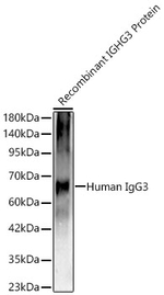IGHG3 Recombinant Rabbit Monoclonal Antibody (2I1D5)