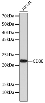 CD3 Antibody in Western Blot (WB)