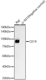CD19 Antibody in Western Blot (WB)