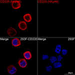 NKp46 Antibody in Immunocytochemistry (ICC/IF)