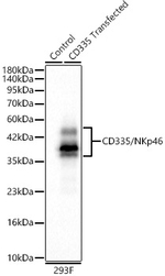NKp46 Antibody in Western Blot (WB)