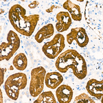 BHMT Antibody in Immunohistochemistry (Paraffin) (IHC (P))